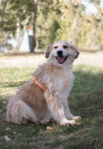 золотистый терьер в добрые руки