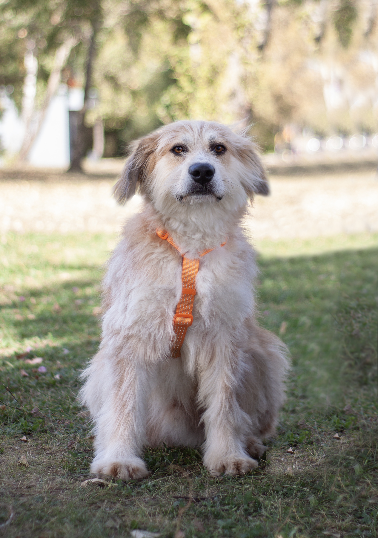 золотистый терьер в добрые руки