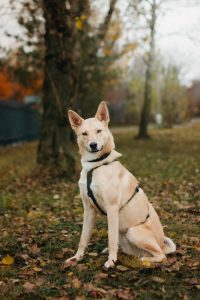 Яркий рыжий песик в дар