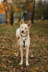 Яркий рыжий песик в дар