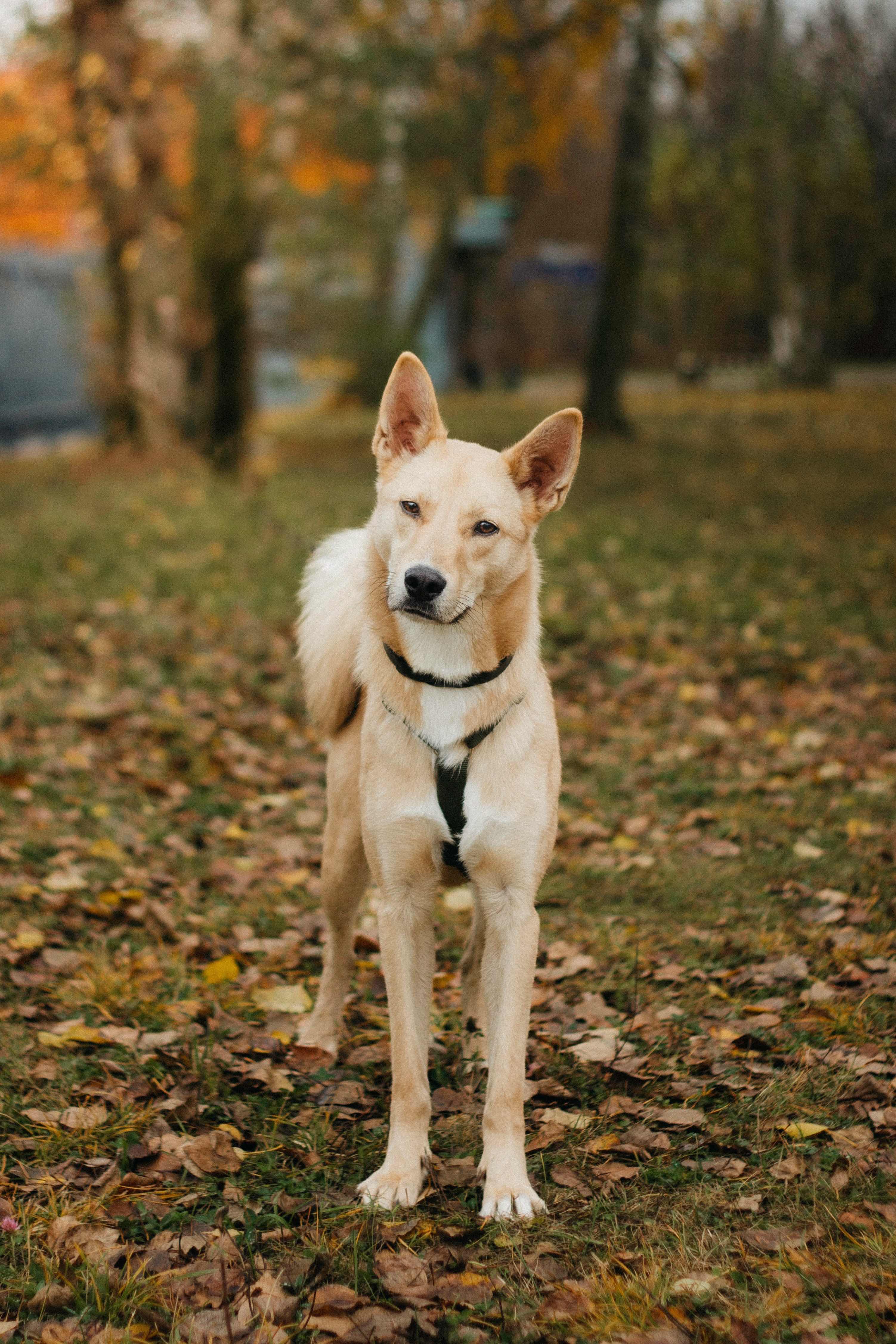 Яркий рыжий песик в дар