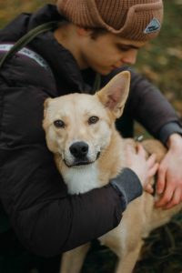 Яркий рыжий песик в дар