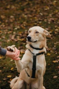 Яркий рыжий песик в дар