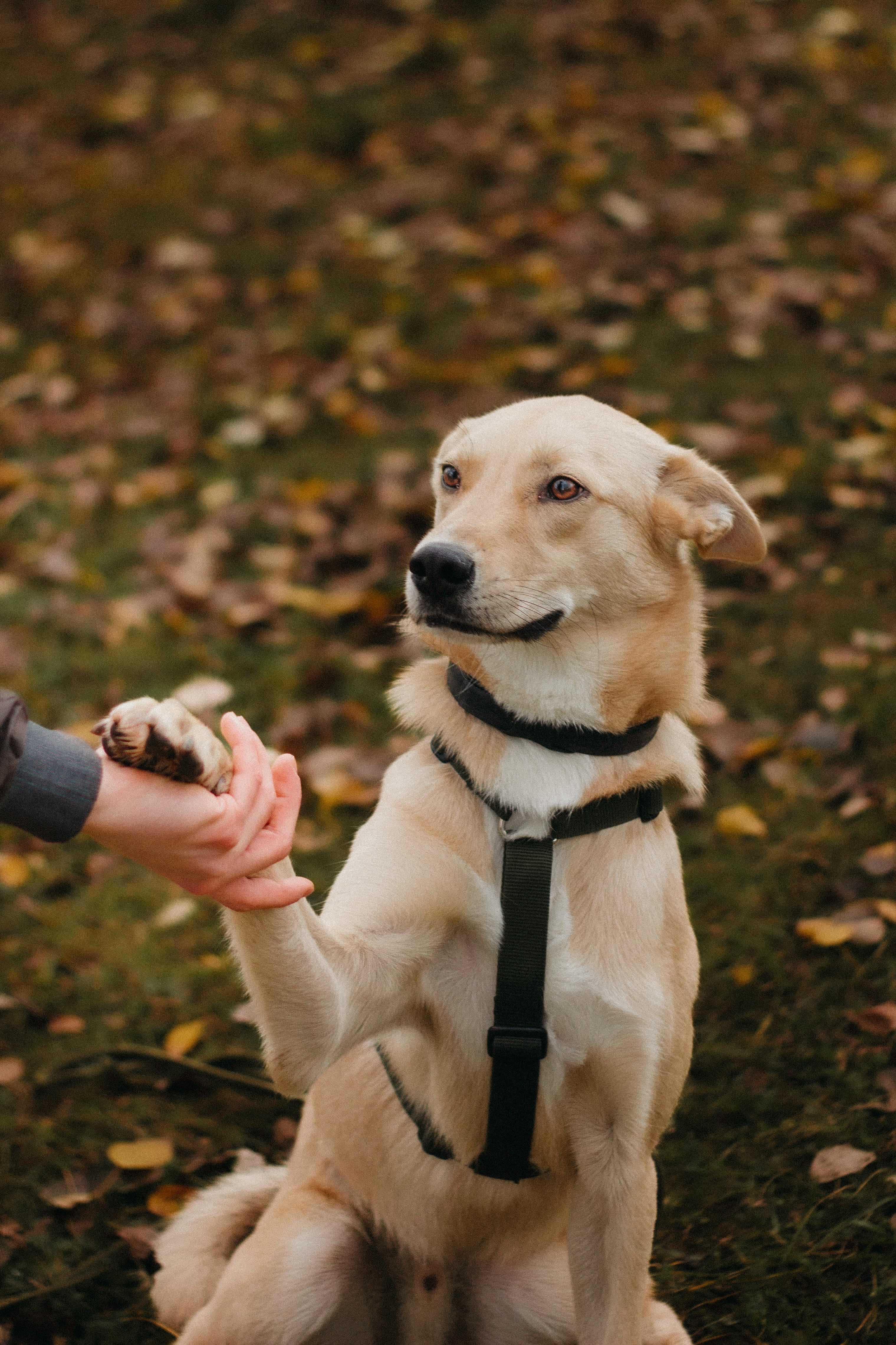 Яркий рыжий песик в дар