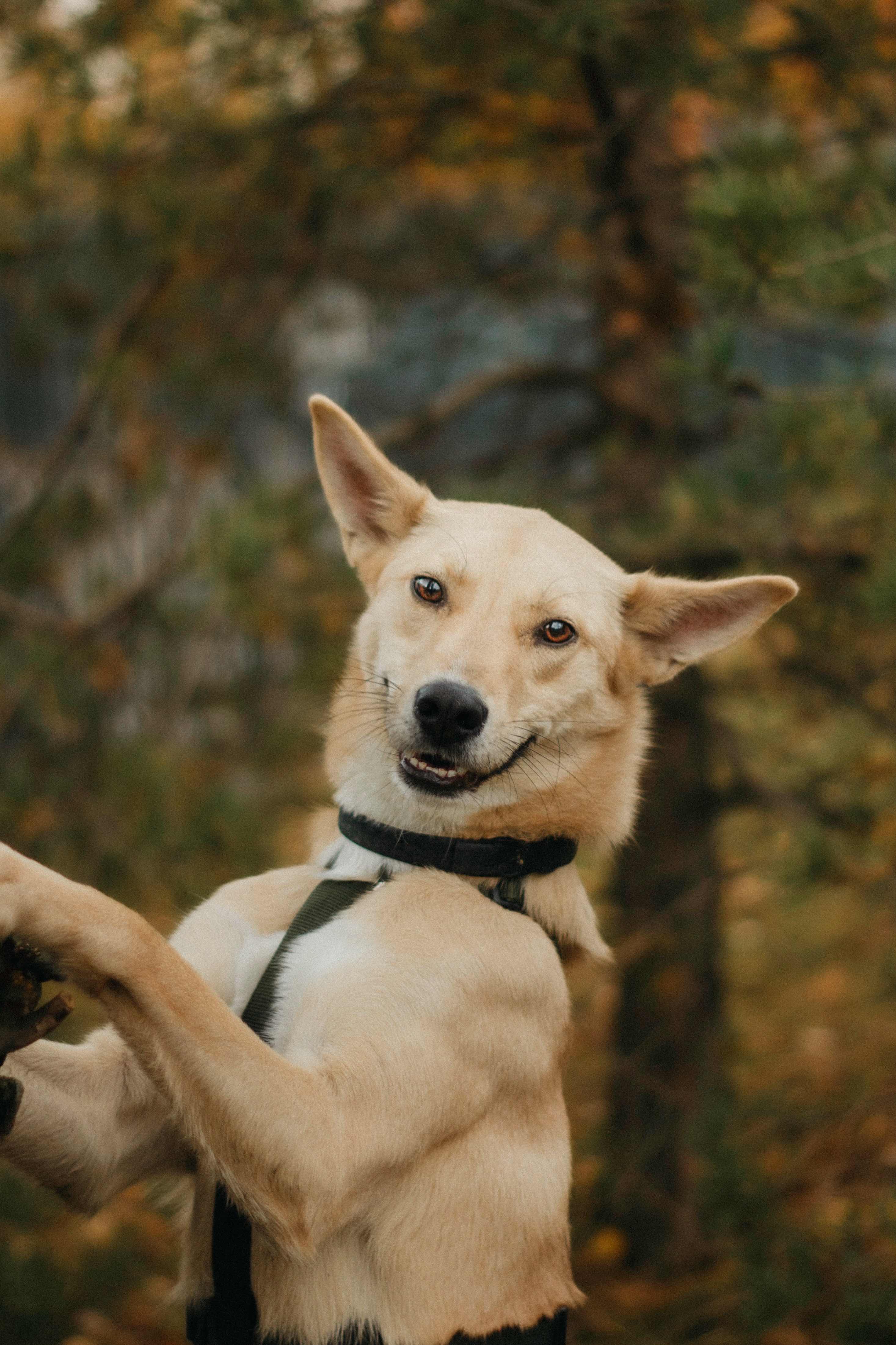 Яркий рыжий песик в дар