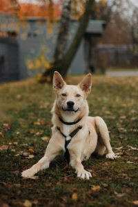 Яркий рыжий песик в дар