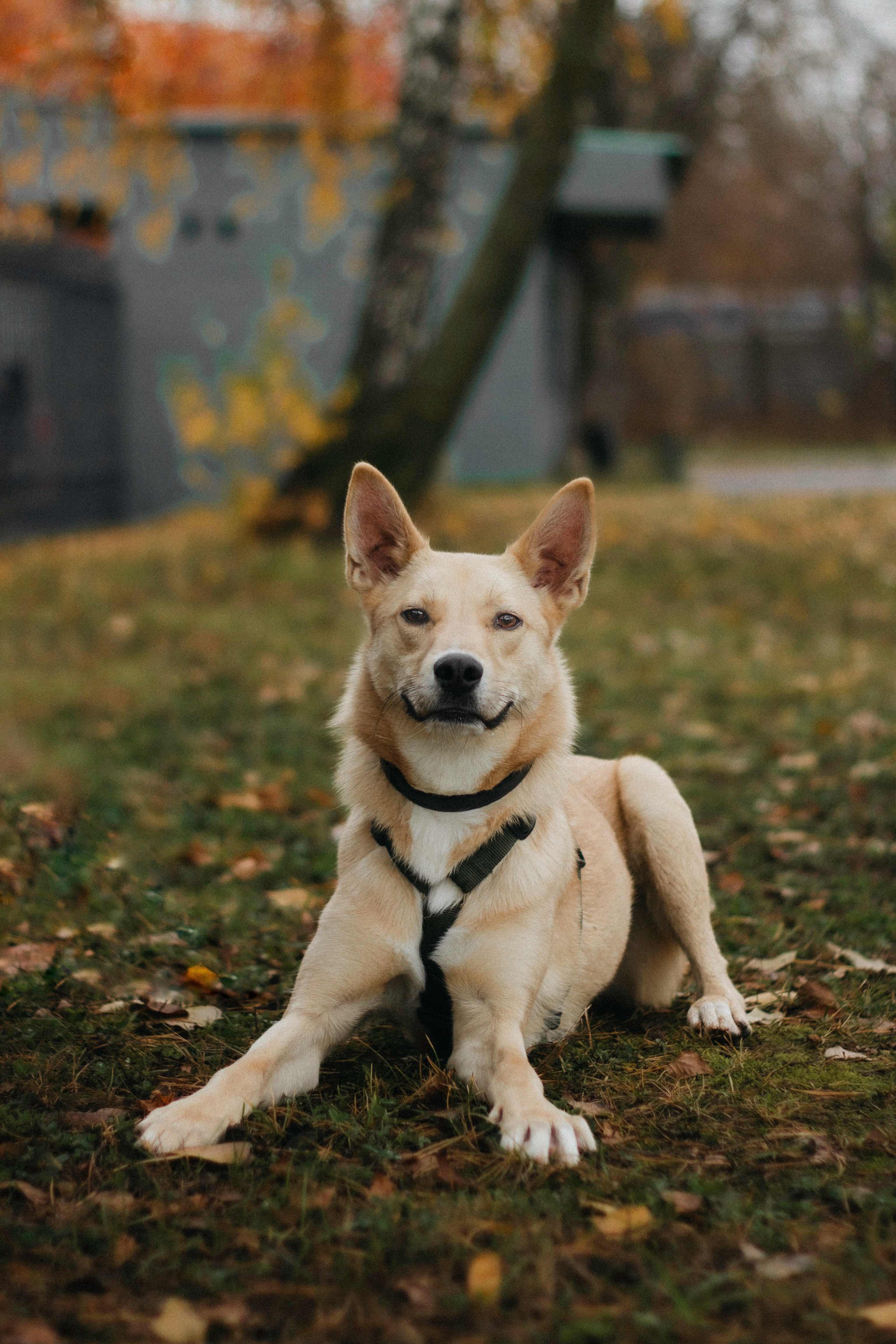 Яркий рыжий песик в дар