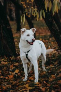 Белая средняя собака в дар