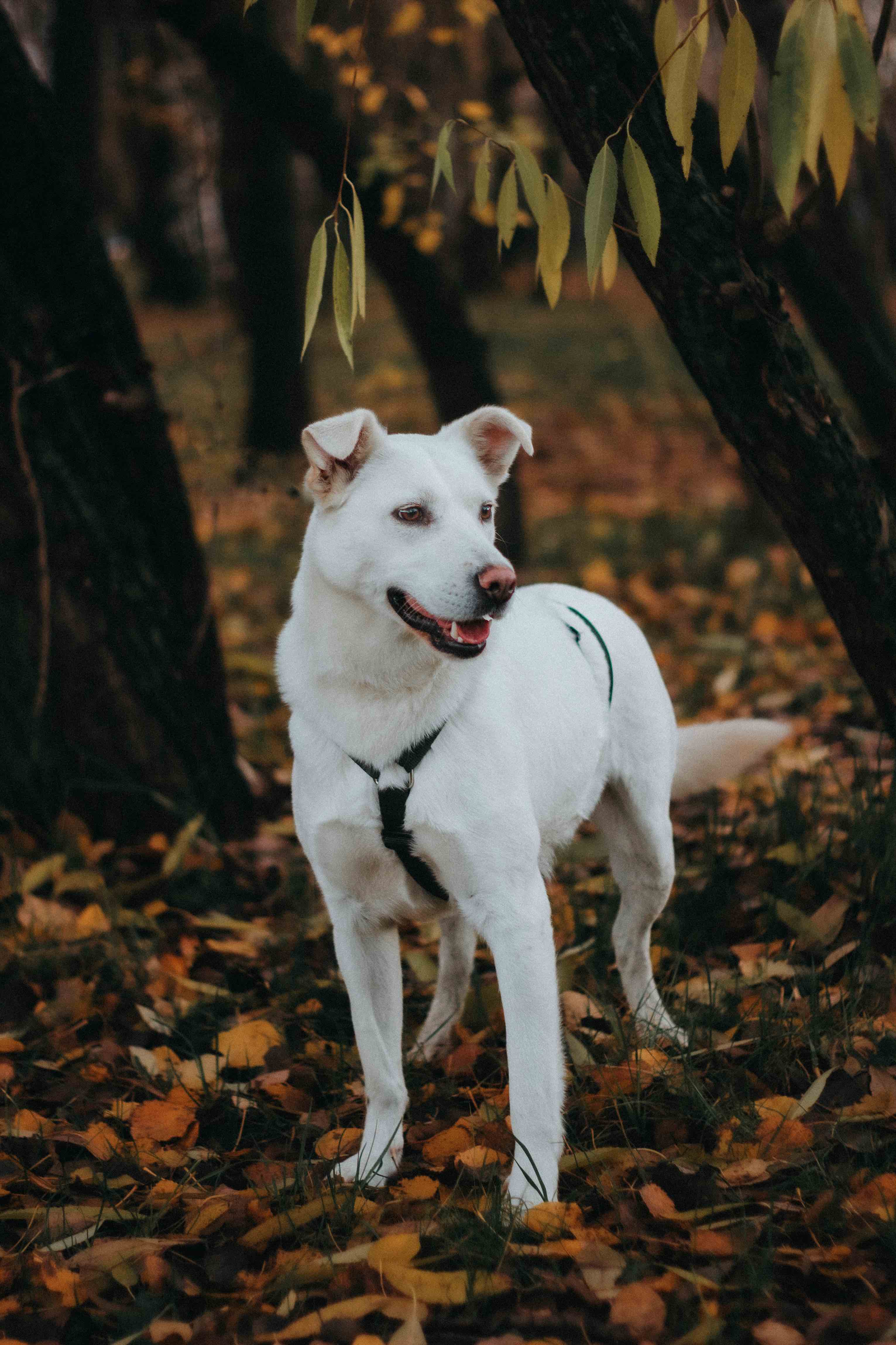 Белая средняя собака в дар