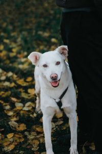 Белая средняя собака в дар