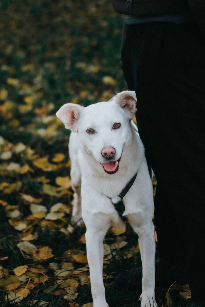 Белая средняя собака в дар