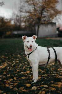 Белая средняя собака в дар