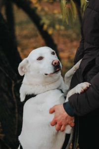 Белая средняя собака в дар