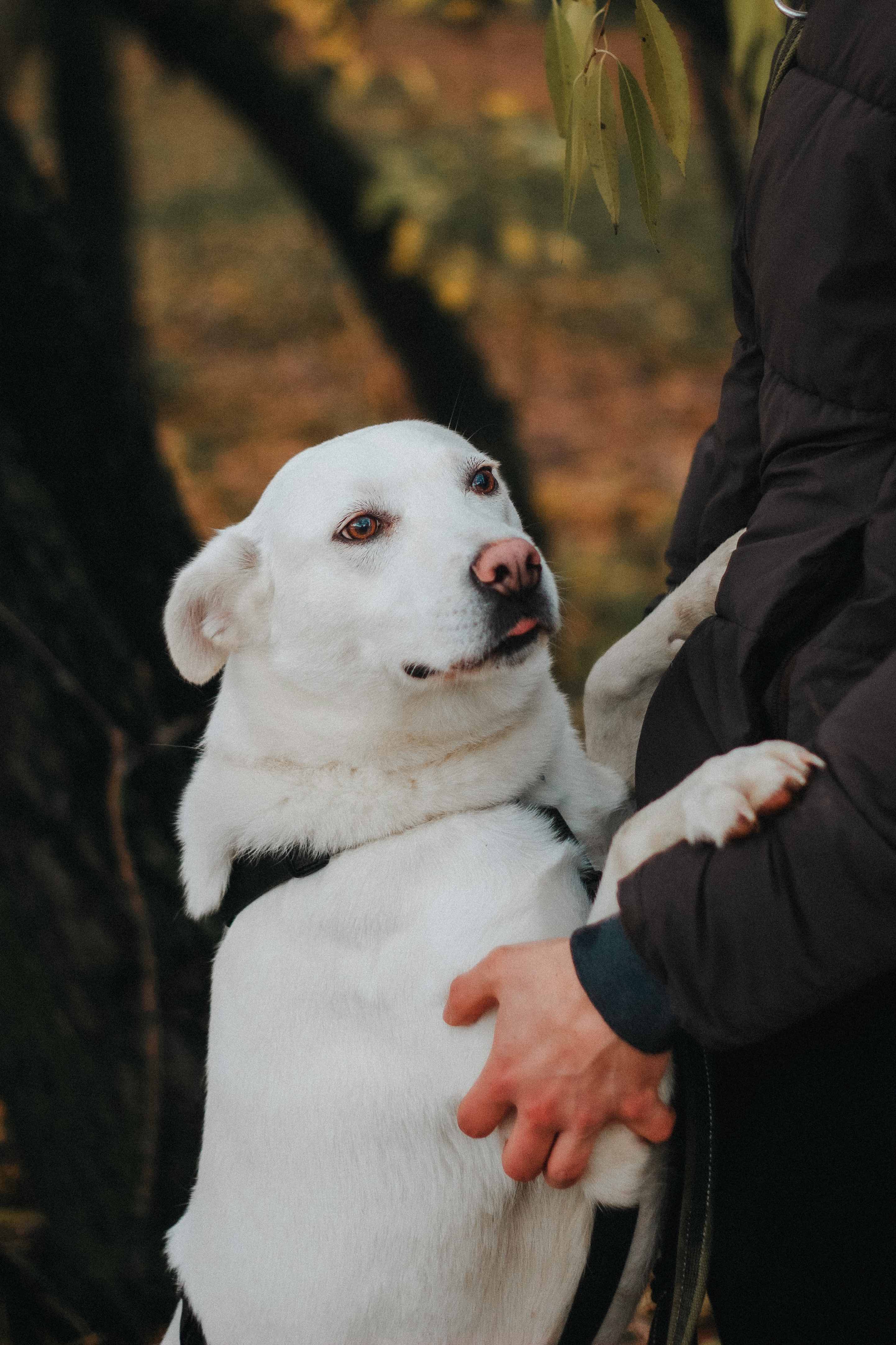Белая средняя собака в дар