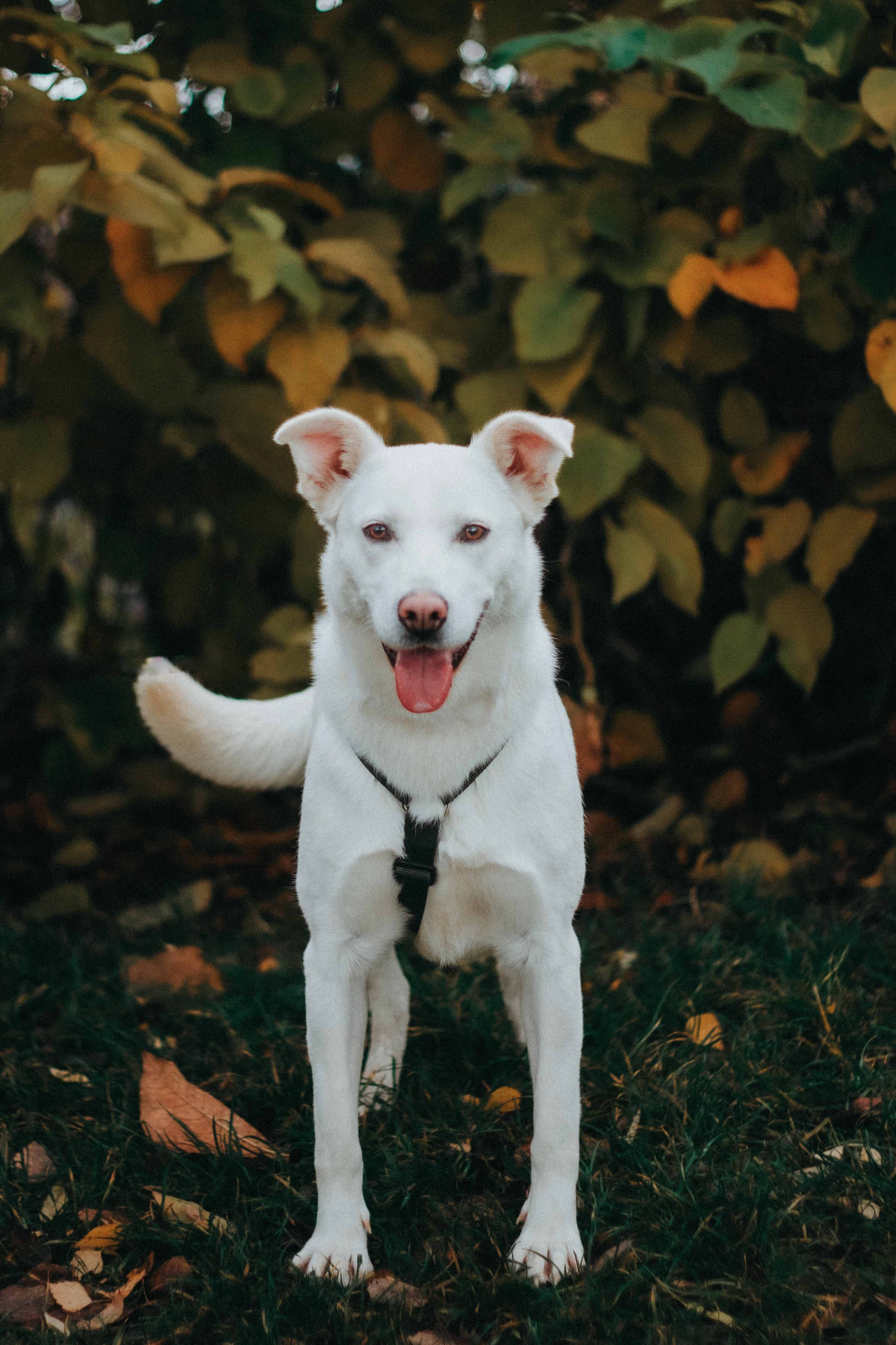 Белая средняя собака в дар