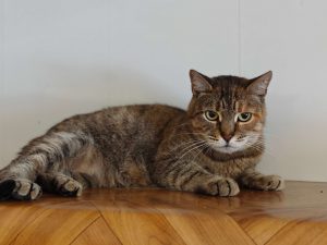 Кошечка Адель из приюта в добрые руки лежит на полке