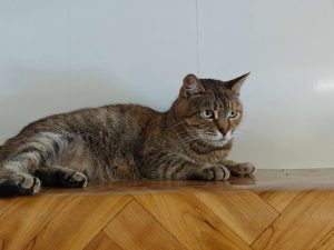 Кошечка Адель из приюта в добрые руки лежит на полке