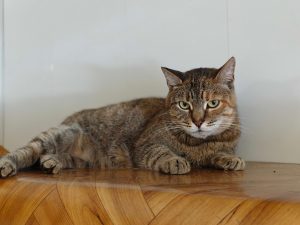 Кошечка Адель из приюта в добрые руки, лежит на полке и смотрит вперед