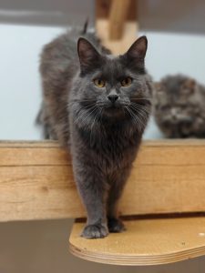 Кошка Арджента в дар из приюта стоит на полке
