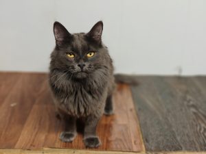 Кошка Арджента в дар из приюта сидит на полке и смотрит на вас
