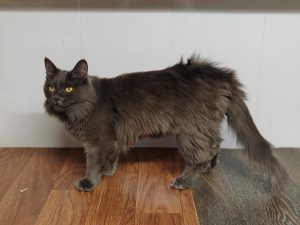 Кошка Арджента в дар из приюта стоит на полке