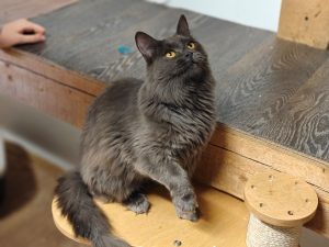 Кошка Арджента в дар из приюта сидит на полке и смотрит вверх