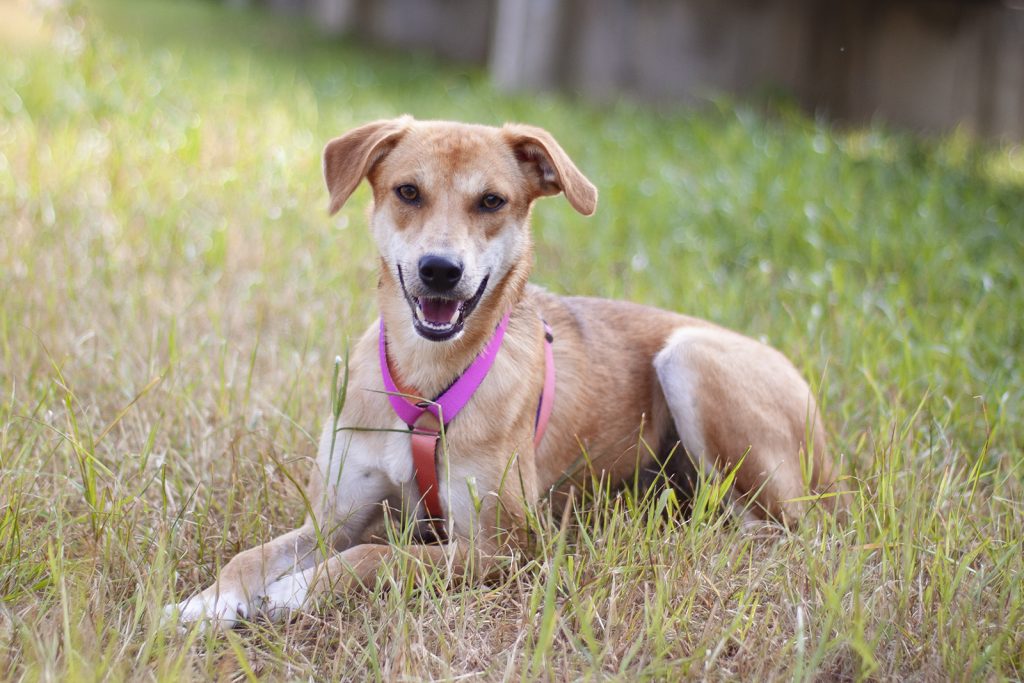 Рыжая собачка Гейли из приюта