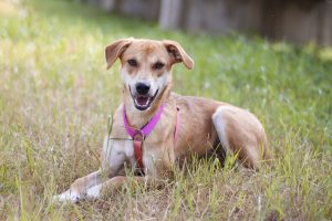 Рыжая собачка Гейли из приюта