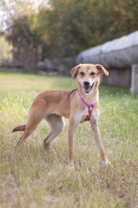 Рыжая собачка Гейли из приюта