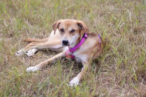 Рыжая собачка Гейли из приюта