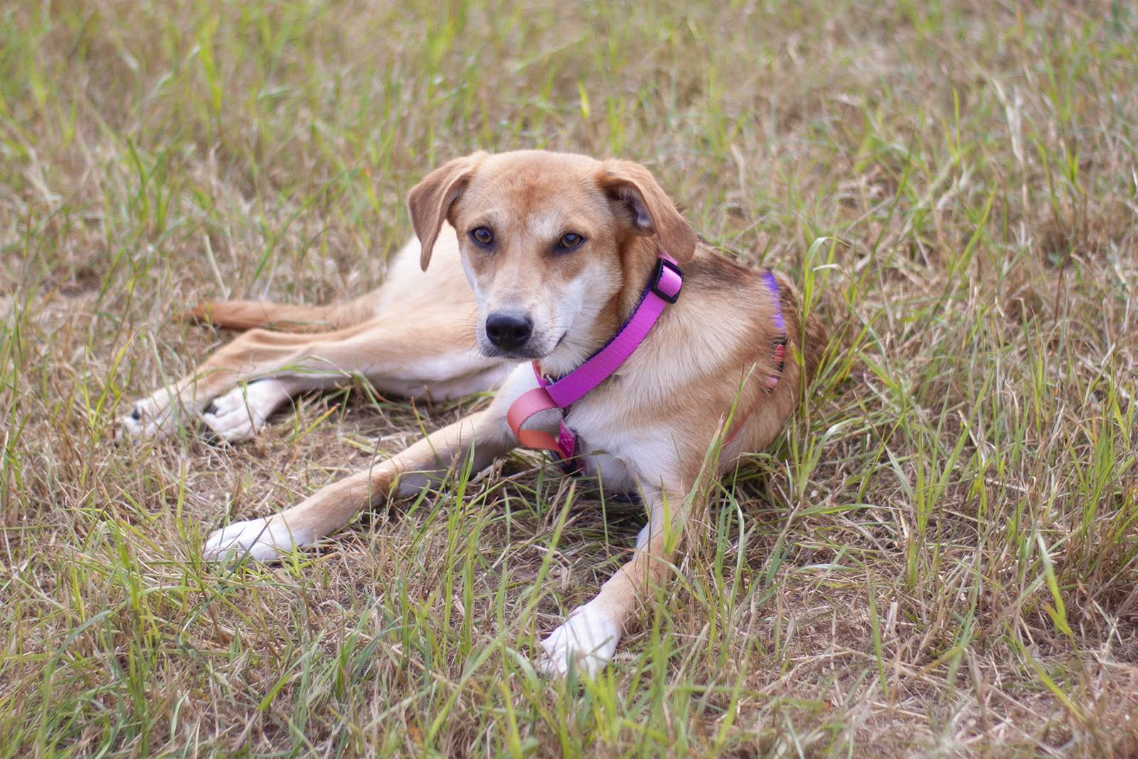 Рыжая собачка Гейли из приюта