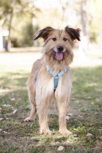 Небольшой рыжий терьер