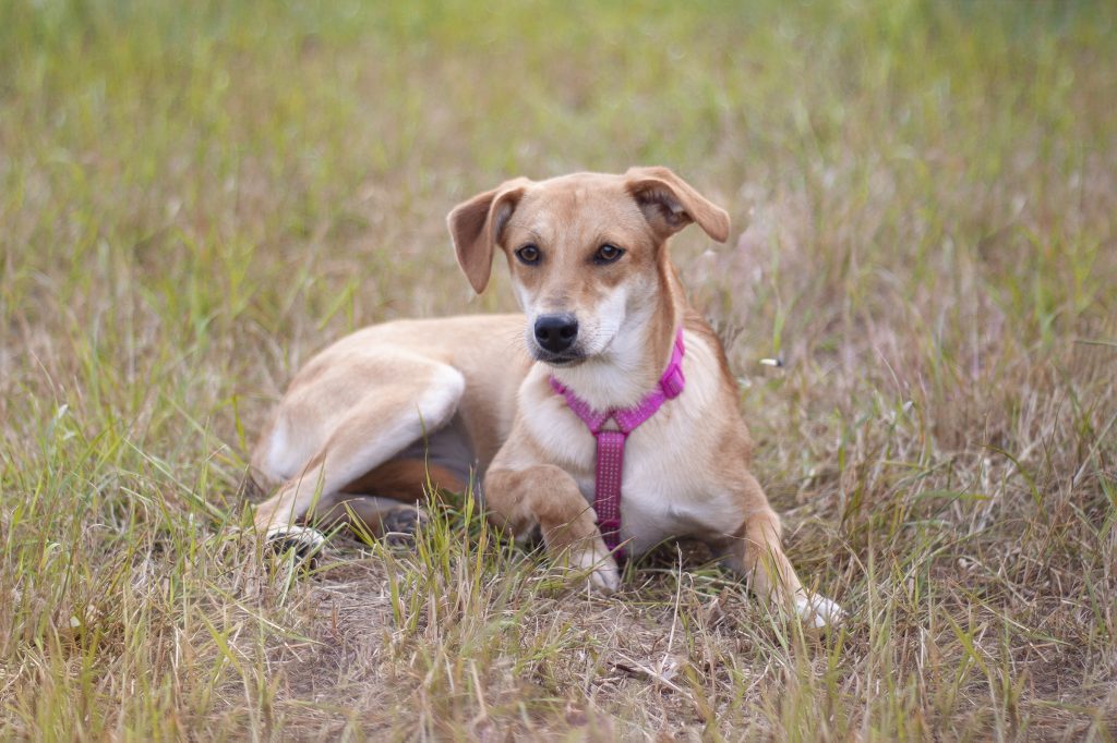 Рыжая собачка Одри из приюта