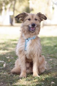 Небольшой рыжий терьер