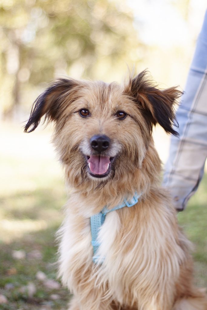 Небольшой рыжий терьер