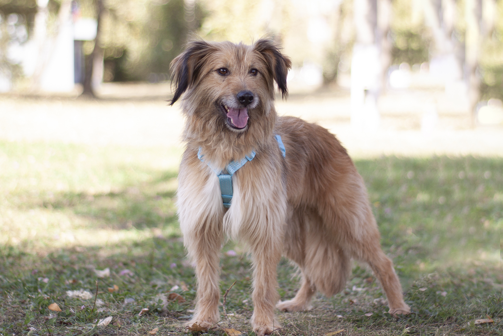 Небольшой рыжий терьер