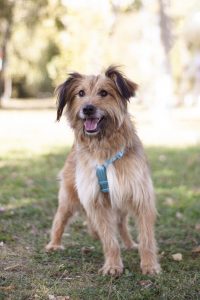 Небольшой рыжий терьер