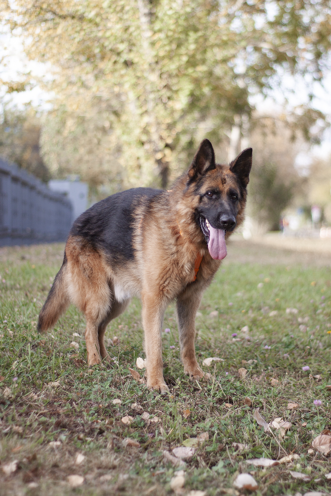 немецкая овчарка в добрые руки