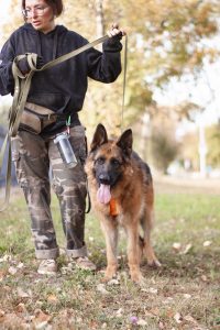 немецкая овчарка в добрые руки