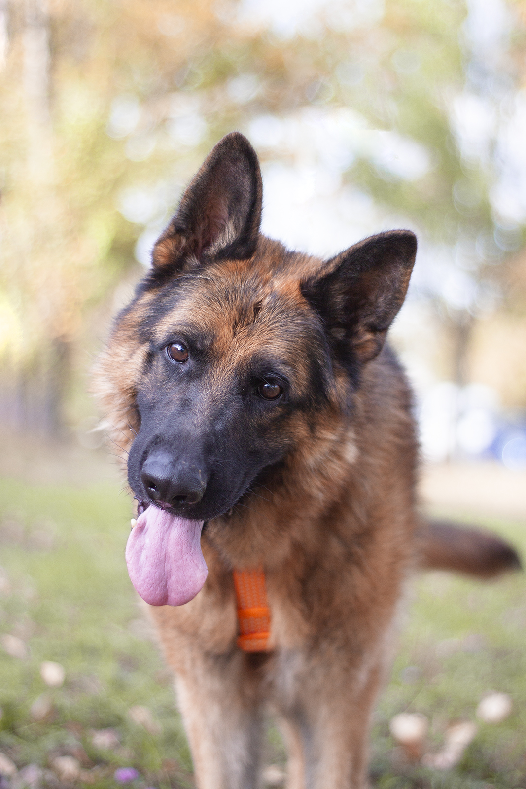 немецкая овчарка в добрые руки