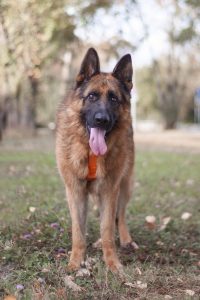 немецкая овчарка в добрые руки