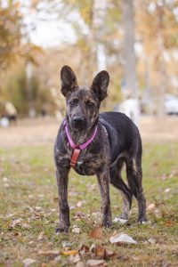 тигровая собака в добрые руки