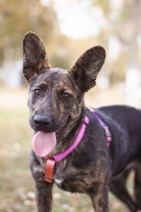 тигровая собака в добрые руки