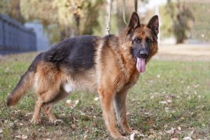 немецкая овчарка в добрые руки