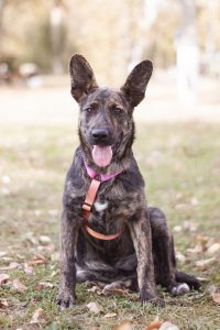 тигровая собака в добрые руки