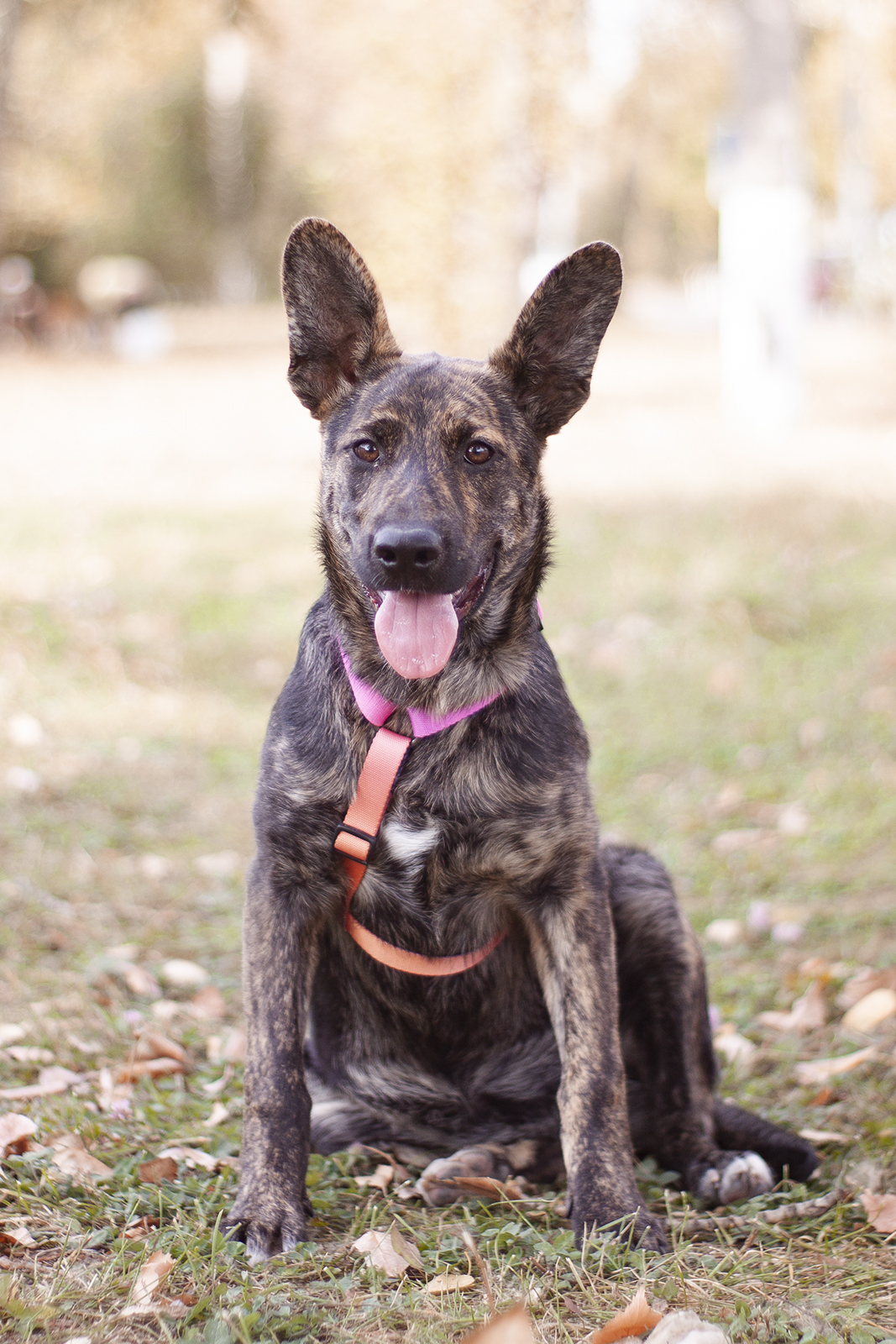 тигровая собака в добрые руки
