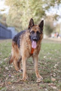 немецкая овчарка в добрые руки