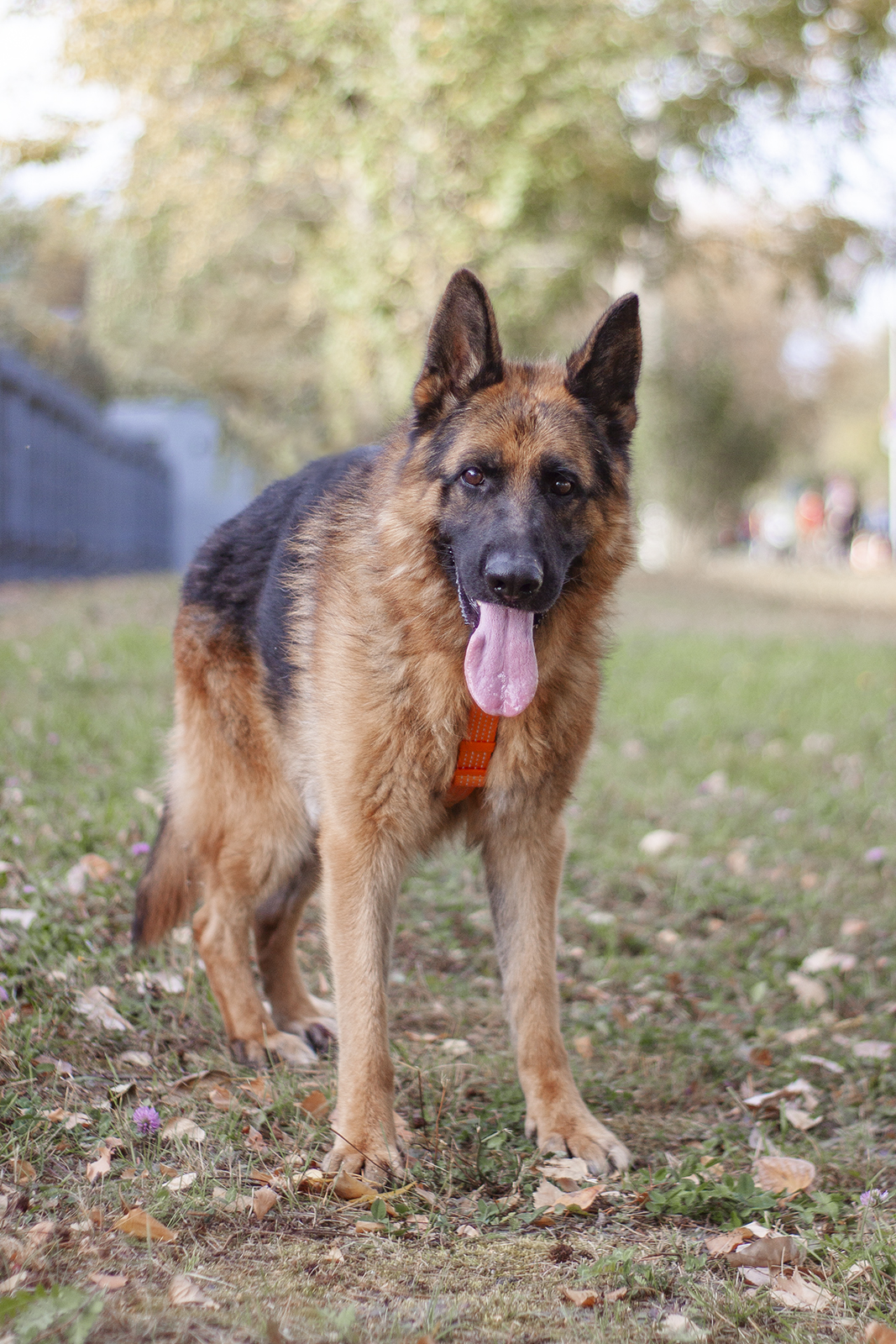 немецкая овчарка в добрые руки