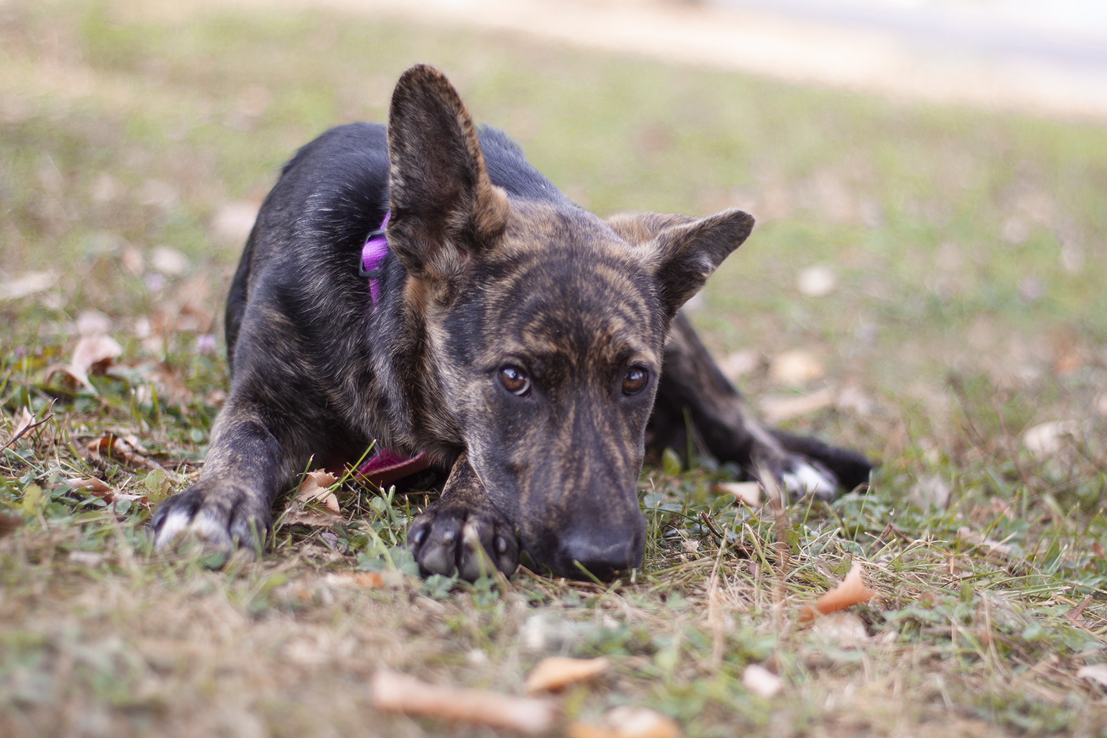 тигровая собака в добрые руки