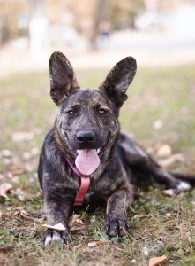 тигровая собака в добрые руки